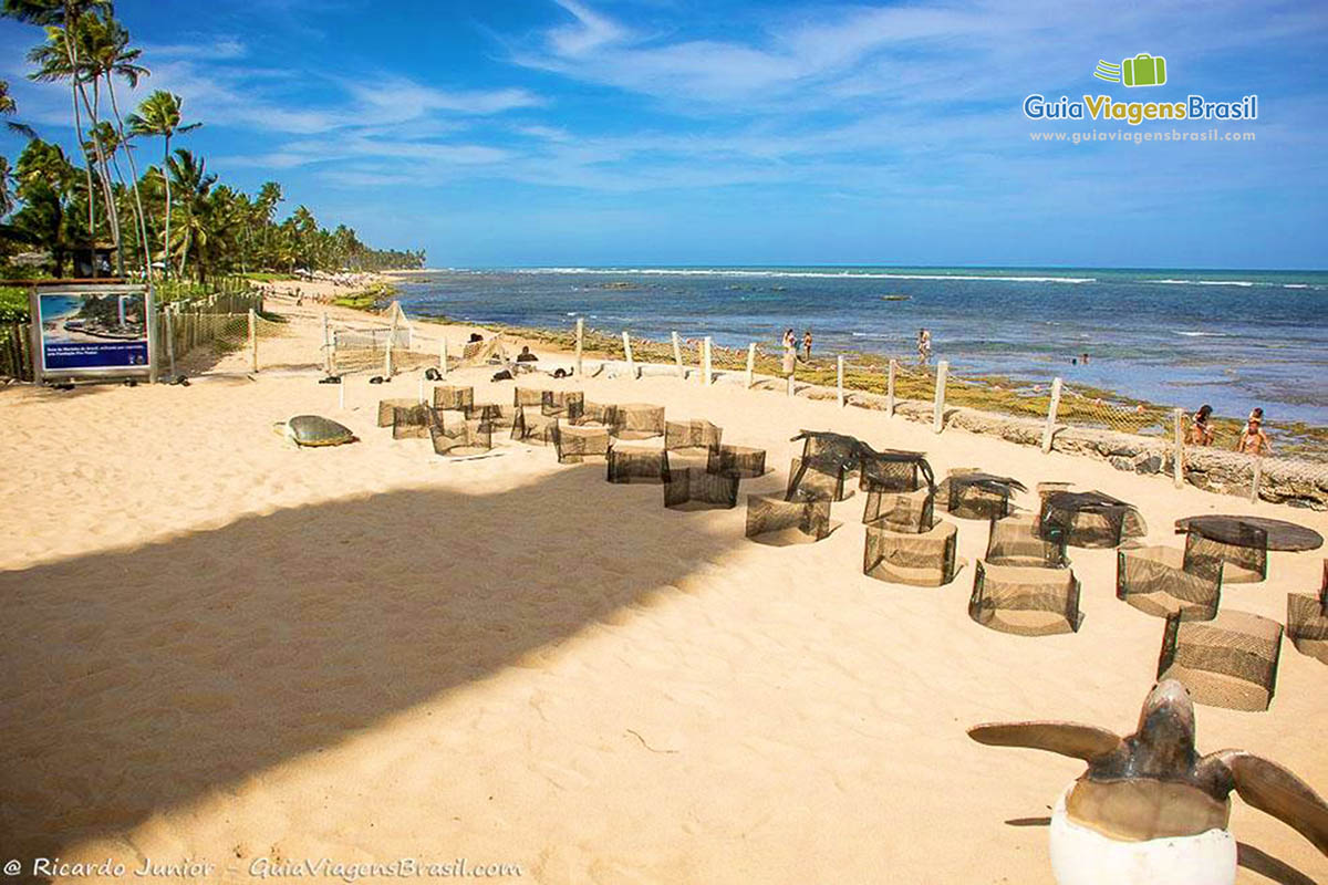 Imagem do Projeto Tamar na Praia do Forte.